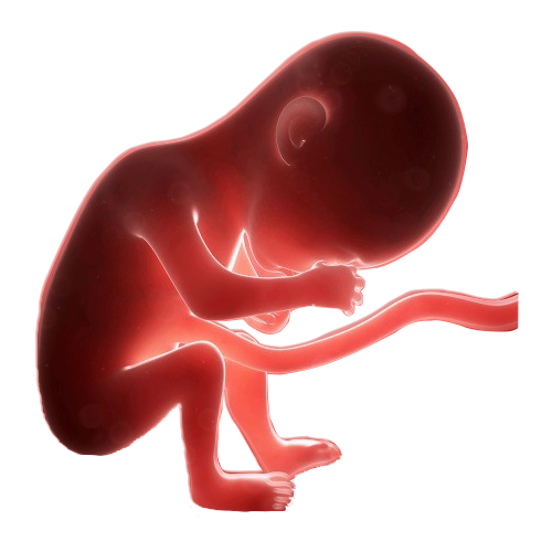 Icon of Obstetrics and Gynaecology Services, Dr. Smita Deo's Vedika Clinic