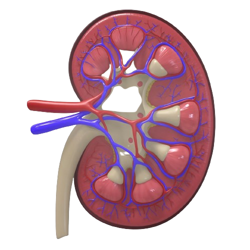 Icon of Urology Services, Dr Mhaske Hospital and Research Centre Pvt Ltd